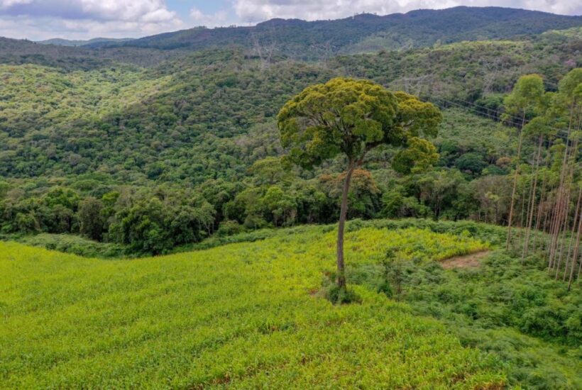 FAZENDA FAZENDA COM 110 HA EM IBIUNA, INTERIOR DE SÃO PAULO 0017